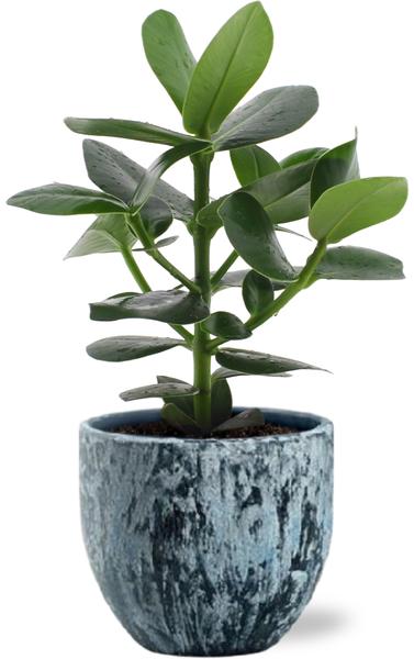 Balsamapfel - Clusia Rosea Princess - Ø12cm - ↕15cm +  Sem Pot D14x13cm - Topf Blau