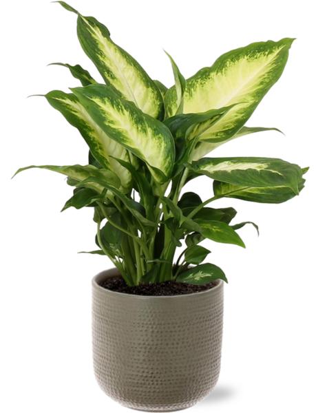 Dieffenbachia Camilla - Ø12cm - ↕35cm + Aresso Pot D13x12,5cm - Topf Grau Grün