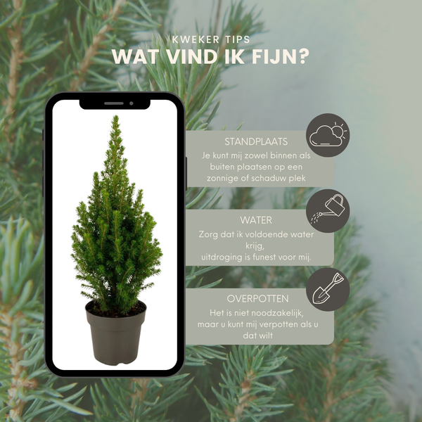 Kanadische Fichte - Picea glauca Perfecta - 15 cm Ø - 40 cm ↨