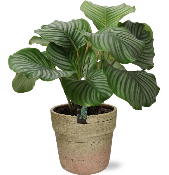 Gebetspflanze - Calathea Orbifolia - Ø21cm - ↕50cm + Invorno Pot D22,5x21cm - Topf Natürlich