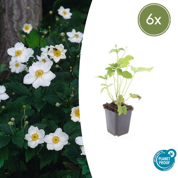 Herbstanemone - Anemone hyb. 'Honorine Jobert' - ↕10-25cm - Ø9cm - 6x