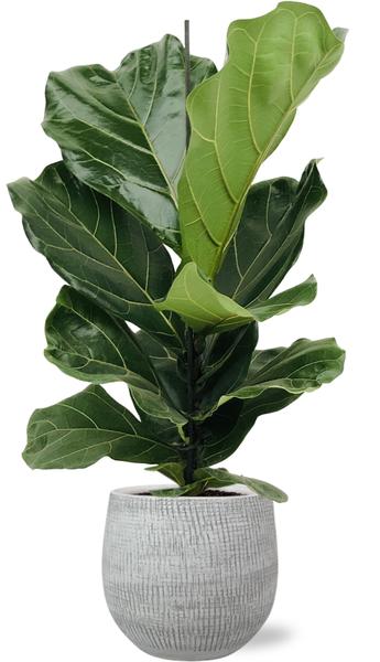 Geigenfeige - Ficus Lyrata - Ø17cm - ↕75cm + Ryan Pot D18x16cm - Topf Weiß