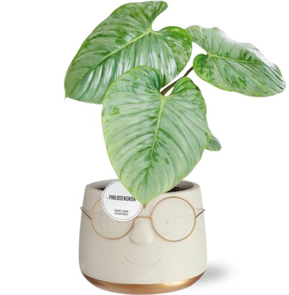 Baumfreund - Philodendron Sodiroi in Pot Bril D16x11,5cm - Goud