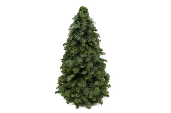 Nobilis-Weihnachtsbaum - ↕60cm