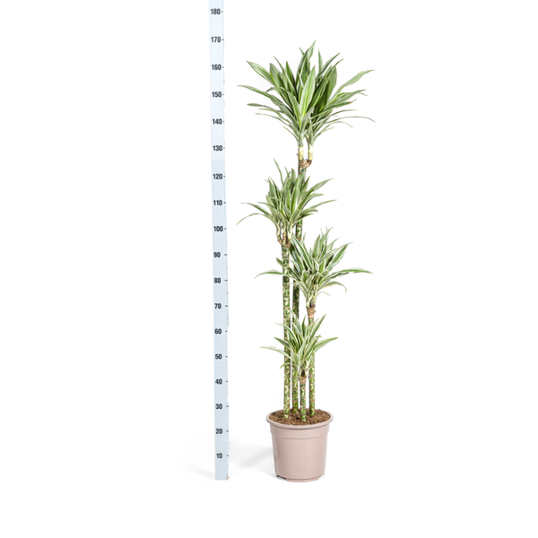 Drachenbaum - Dracaena Deremensis White Stripe Ø27cm - ↕180cm