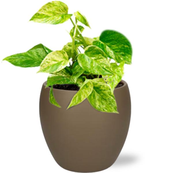 Efeutute - Epipremnum Marble Queen - Ø12cm - ↕15cm + Bowl Pot D13/14.5x13cm - Topf Braun