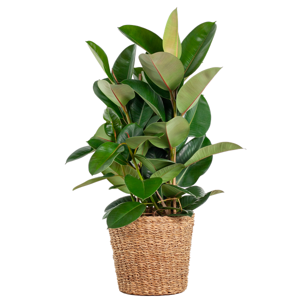 Gummibaum - Ficus Elastica Robusta XL mit Korb Torun - 90cm - Ø27