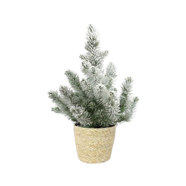 Pinie - Pinus Pinea 'Silver Crest' + Snow - Ø17cm - ↕50cm + Ingmar Pot D18x16cm - Basket Korb Natürlich