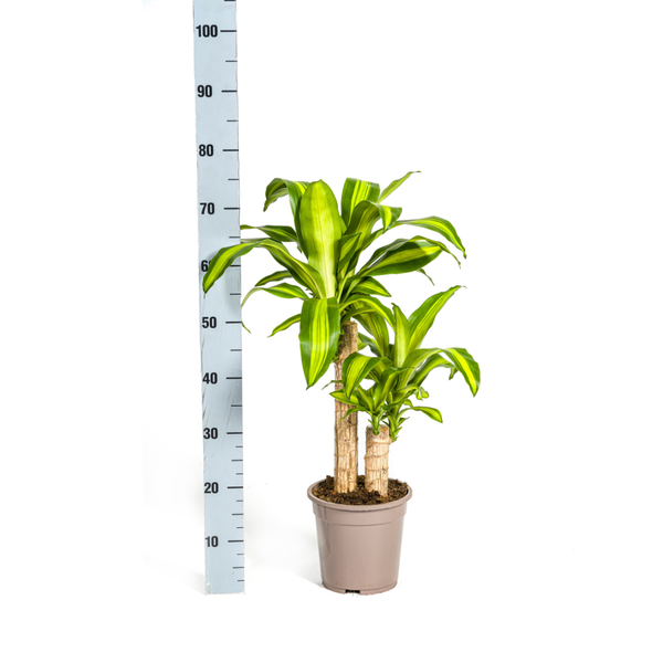 Drachenbaum - Dracaena Fragrans Massangeana Ø19cm - ↕80cm