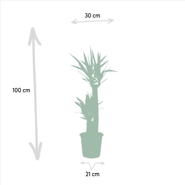 Yucca - Ø21cm - ↕100cm