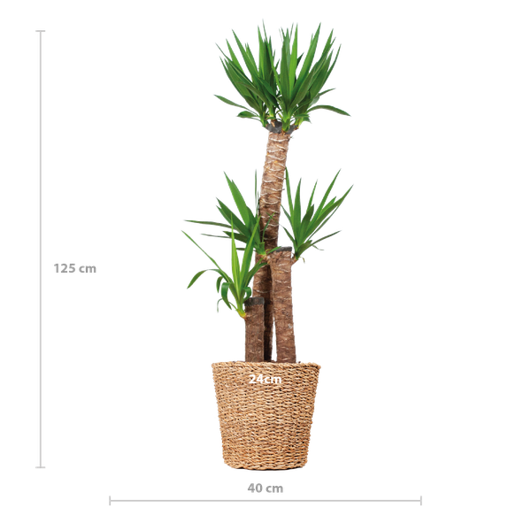 Yucca XL mit Torun-Korb – 125 cm – Ø24