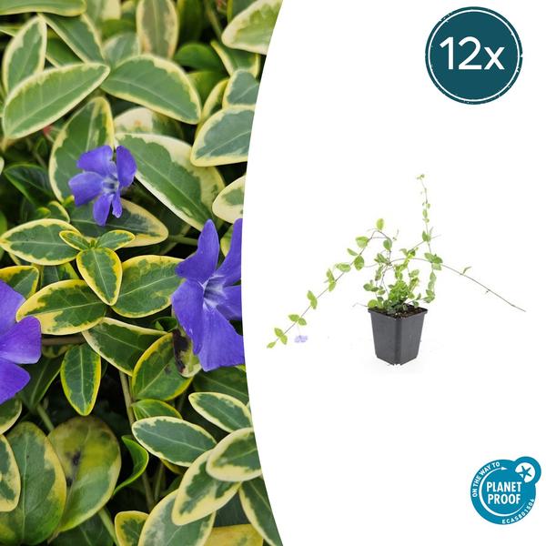 Kleines Immergrün - Vinca minor 'Blue and Gold' - ↕10-25cm - Ø9cm - 12x