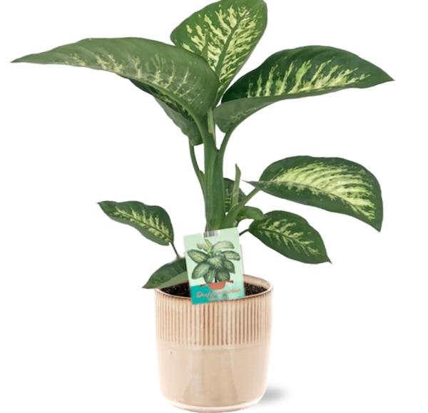 Dieffenbachia Seguine Tropic Snow - Ø19cm - ↕70cm + Terni Pot D20x20cm - Topf Rosa