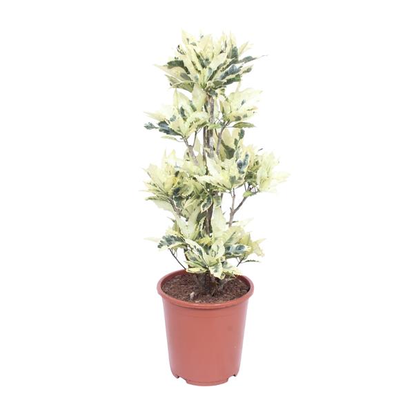 Wunderstrauch - Codiaeum Variegatum Tamara - Ø27cm - ↕100cm