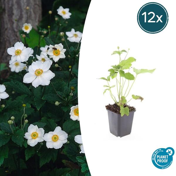 Herbstanemone - Anemone hyb. 'Honorine Jobert' - ↕10-25cm - Ø9cm - 12x