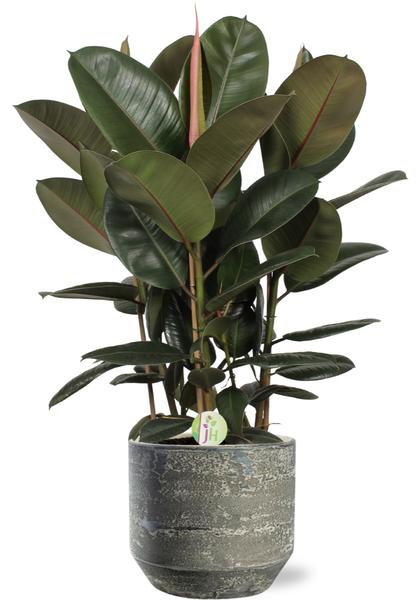 Gummibaum - Ficus Robusta - Ø27cm - ↕90cm + Lars Pot D29x26cm - Topf Grau