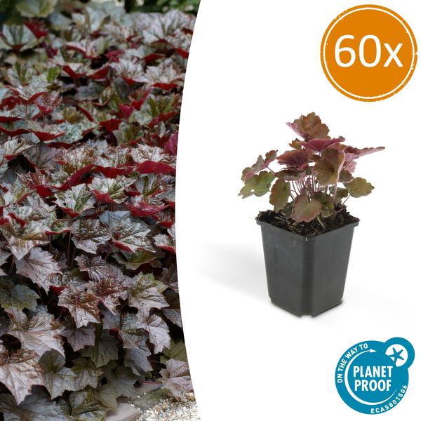 Purpurglöckchen - Heuchera mic. 'Palace Purple' - ↕10-25cm - Ø9cm 60 Stück