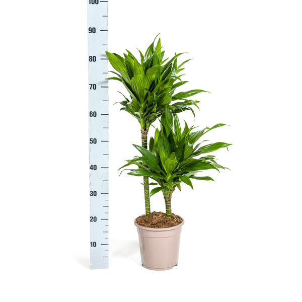 Drachenbaum - Dracaena Deremensis Green Jewel  Ø19cm - ↕80cm