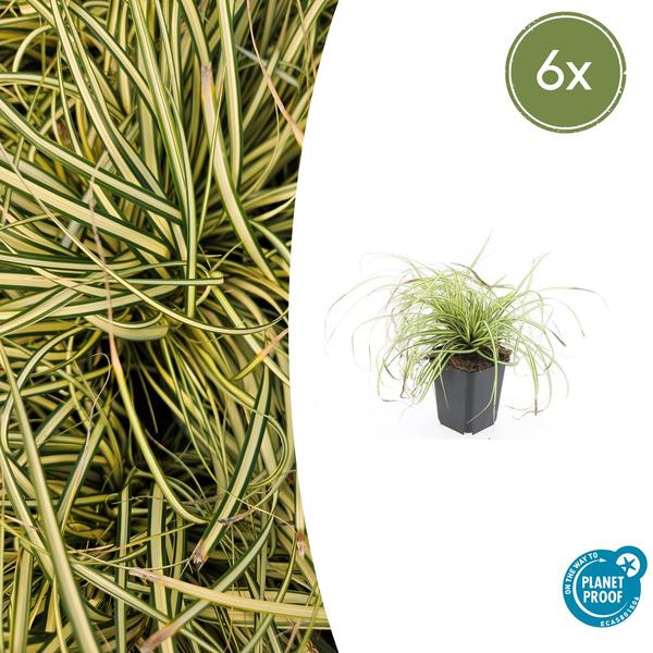 Japangoldsegge - Carex oshim. 'Evergold'  - ↕10-25cm - Ø9cm - 6x