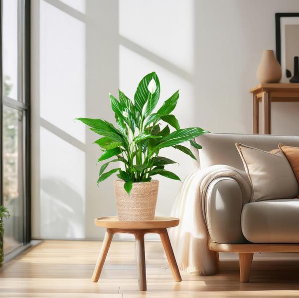 Friedenslilie - Spathiphyllum mit Korb Sofia natur - 80cm - Ø21