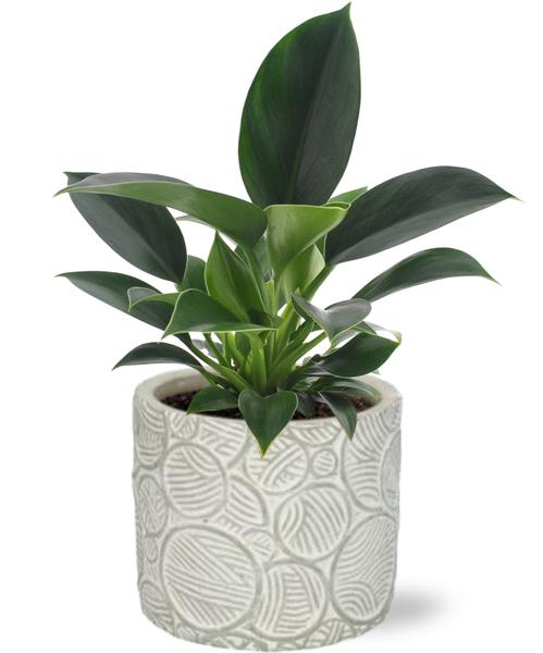 Baumfreund - Philodendron Green Princess - Ø12cm - ↕25cm + Stone Pot Circles D13x11,5cm - Topf weiß