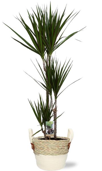 Drachenbaum - Dracaena Marginata - Ø21cm - ↕120cm + Lily Pot D23x20cm - Topf Weiß Beige