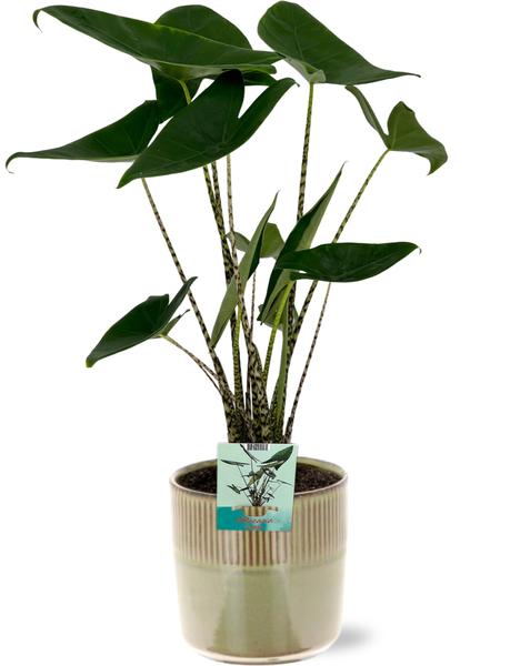 Elefantenohr - Alocasia Zebrina - Ø19cm - ↕75cm + Terni Pot D20x20cm - Topf Grün