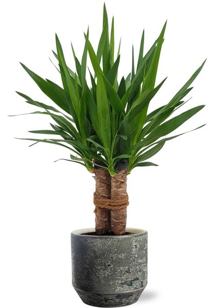 Yucca Tres Cañas - Ø19cm - ↕70cm + Lars Pot D20x18cm - Topf Grau