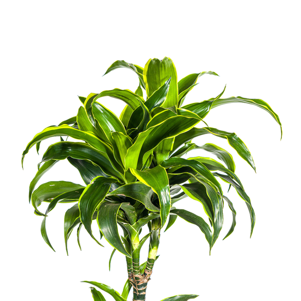 Drachenbaum - Dracaena Deremensis Dorado Ø27cm - ↕180cm