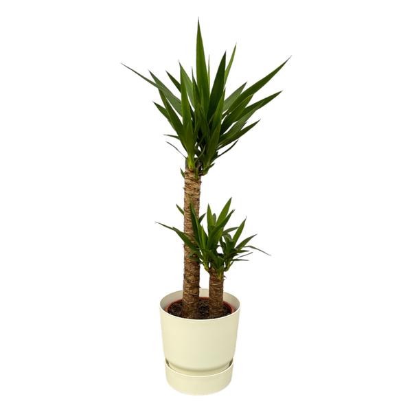 Yucca - ↨100cm - Ø21cm inklusive elho Greenville Topf weiß D24xH23