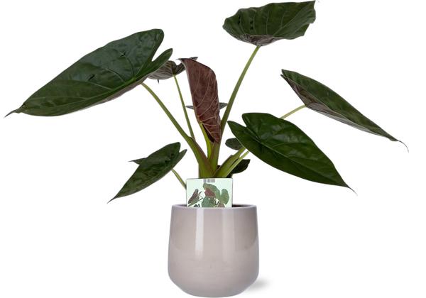 Elefantenohr - Alocasia Wentii - Ø19cm - ↕85cm + Puglia Pot D21/23,5x21cm - Topf Grau