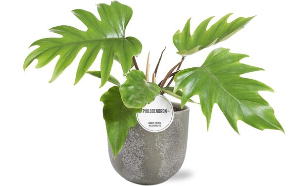 Baumfreund - Philodendron Mayoi - Ø15cm - ↕35cm + Natan Pot D17x15cm - Topf Grau