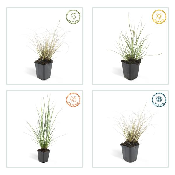 Lampenputzergras - Pennisetum alopecuroides 'Hameln' - ↕10-25cm - Ø9cm 20 Stück