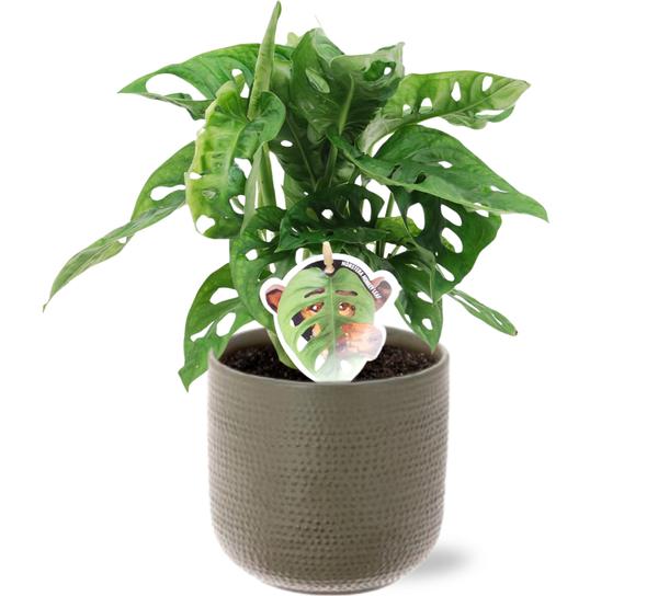 Schiefes Fensterblatt - Monstera Monkey Leaf - Ø12cm - ↕30cm + Aresso Pot D13x12,5cm - Topf Grau Grün