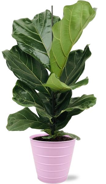 Geigenfeige - Ficus Lyrata - Ø17cm - ↕75cm + Bodhi Pot D18x17cm - Topf Rosa