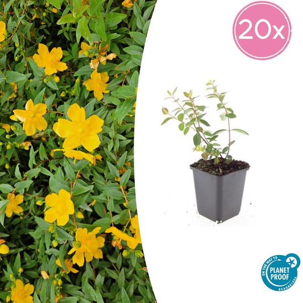 Johanniskraut - Hypericum dummeri 'Peter Dummer' - ↕10-25cm - Ø9cm - 20x