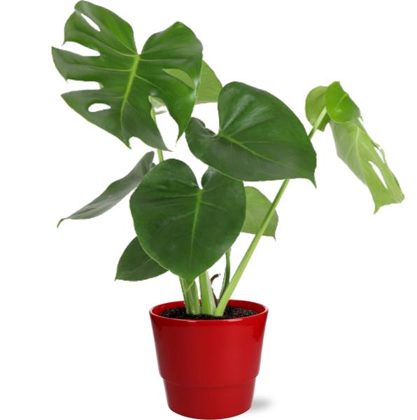 Schweizer Käsepflanze - Monstera Deliciosa - Ø17cm - ↕55cm + Pot Basic D18x15cm - Topf Rot