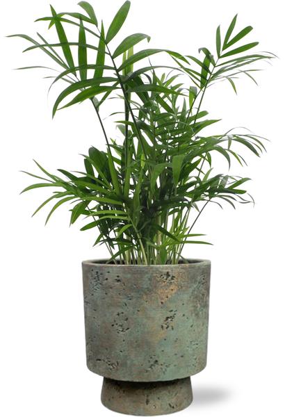 Mexikanische Bergpalme - Chamaedorea Elegans - Ø12cm - ↕40cm + Pot Aily D14x18cm - Topf  Grün