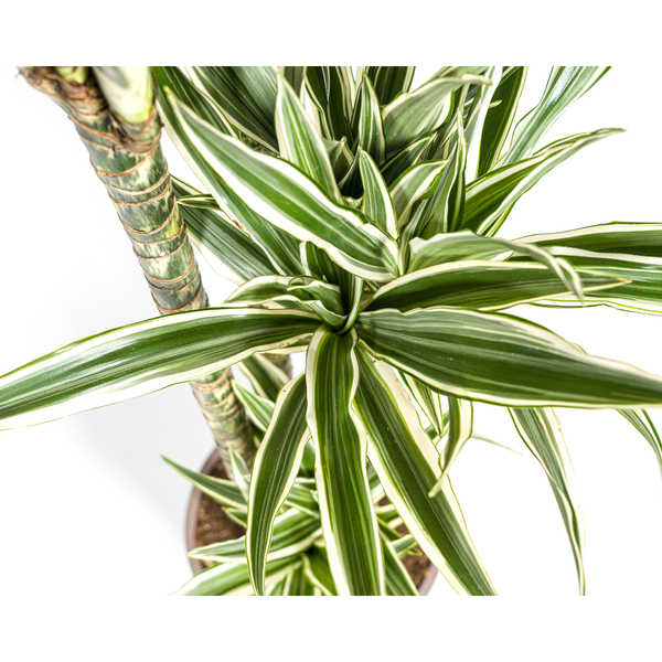 Drachenbaum - Dracaena Deremensis White Stripe Ø27cm - ↕180cm