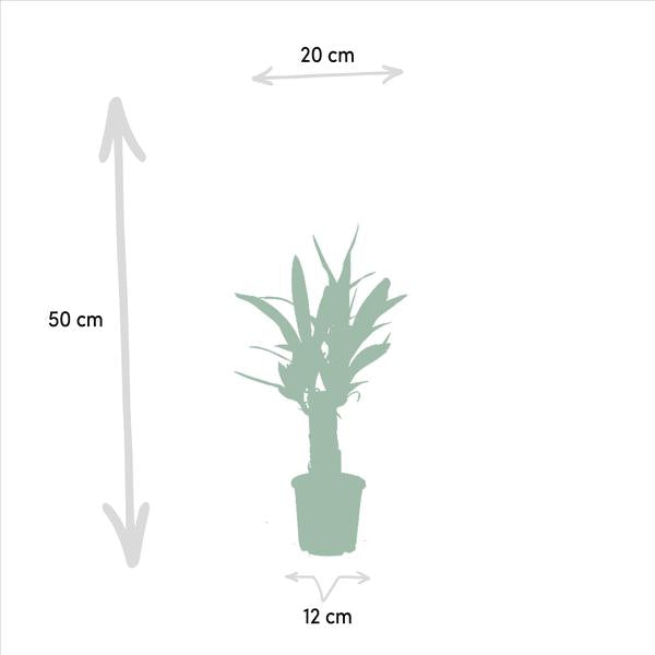 Yucca - Ø12cm - ↕50cm