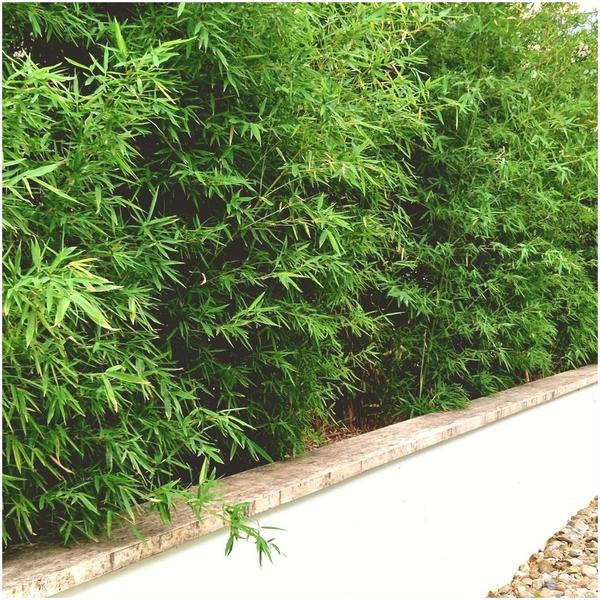 Roter Bambus - Fargesia Rufa - Ø13 cm - ↕25 cm - Winterharte Bambuspflanzen - keine Wurzelausläufer   6 Stück