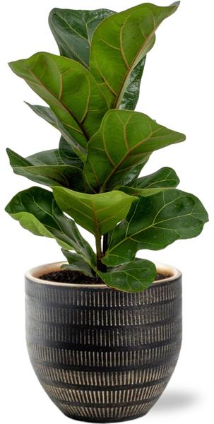 Geigenfeige - Ficus Lyrata - Ø12cm - ↕30cm + Beau Pot D14x13cm - Topf Schwarz