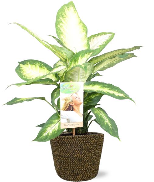 Dieffenbachia Camilla - Ø17cm - ↕45cm + Selin Pot D18x16cm - Topf Schwarz