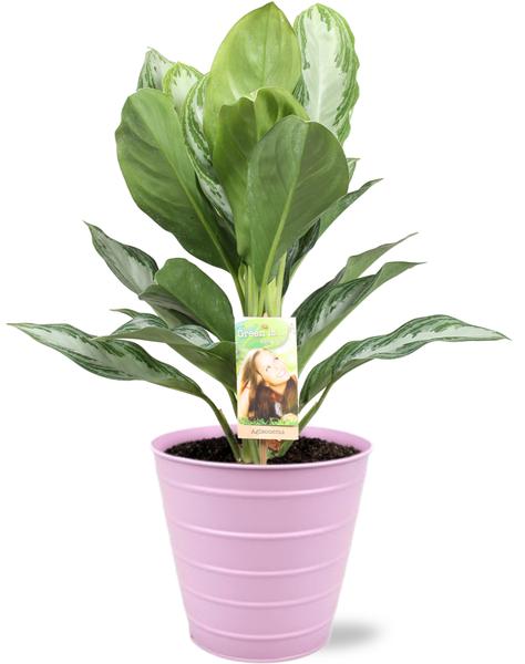 Kolbenfaden - Aglaonema Silver Bay - Ø17cm - ↕55cm + Bodhi Pot D18x17cm - Topf Rosa