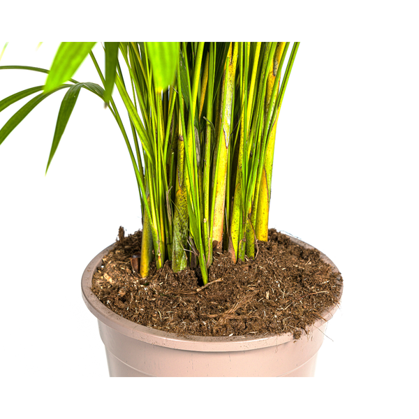 Arecapalme Dypsis lutescens Ø27cm - ↕180cm