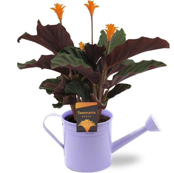 Ewige Flamme - Calathea Crocata - Ø14cm - ↕40cm + Gieter D14,5x14,5cm - Gießkanne Lila