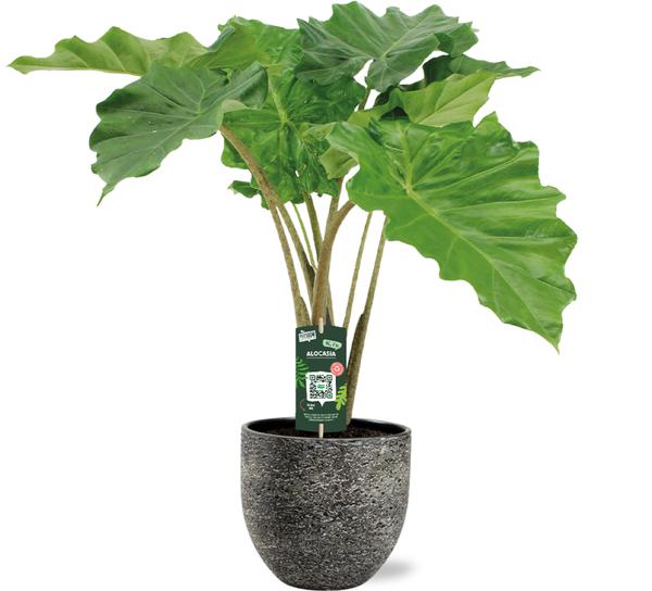 Elefantenohr - Alocasia Portodora - Ø21cm - ↕80cm + Tim Pot D24x22cm - Topf Schwarz Weiß