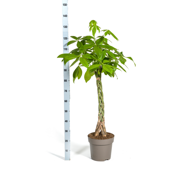 Glückskastanie - Pachira Aquatica Ø27cm - ↕140-150cm