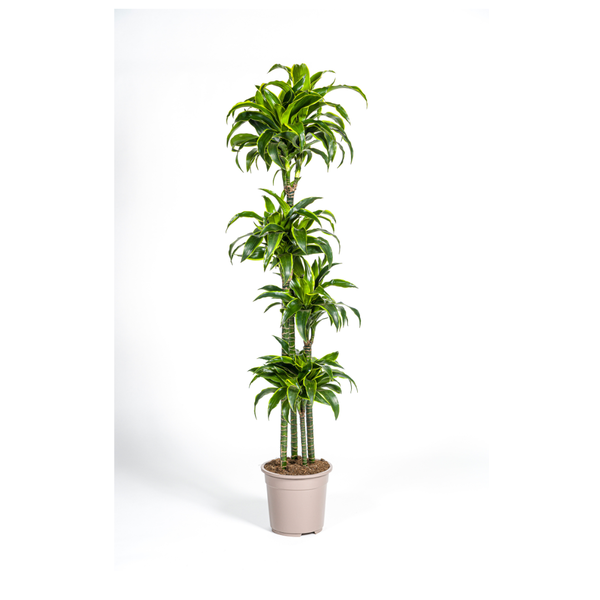 Drachenbaum - Dracaena Deremensis Dorado Ø27cm - ↕180cm