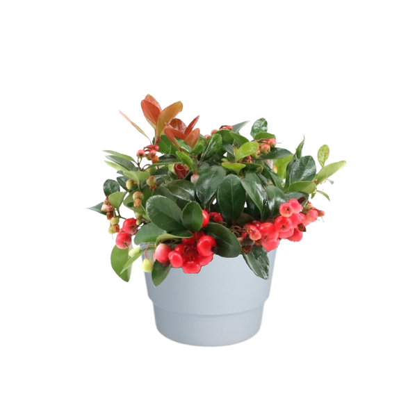 Wintergrün Big Berry - Gaultheria Pr. 'Big Berry' - Ø10cm - ↕15cm + Pot Basic D11,5x9cm - Topf Weiß